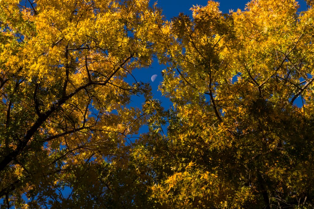 phoenix vacation rentals for snowbirds